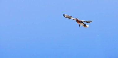 Arka planda yeşil ağaçlar olan bir ağaca yuva yapan bir kuş..