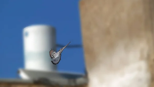 Un pájaro anidando en un árbol con árboles verdes en el fondo. — Foto de Stock