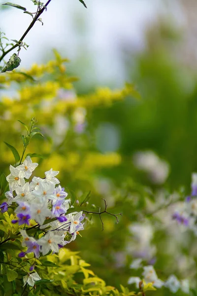 Hermosas flores floreciendo en primavera —  Fotos de Stock