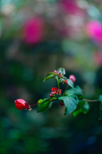 Composición de la vista superior de flores de color rojo brillante y tallos verdes dispuestos en fila sobre fondo negro — Foto de Stock