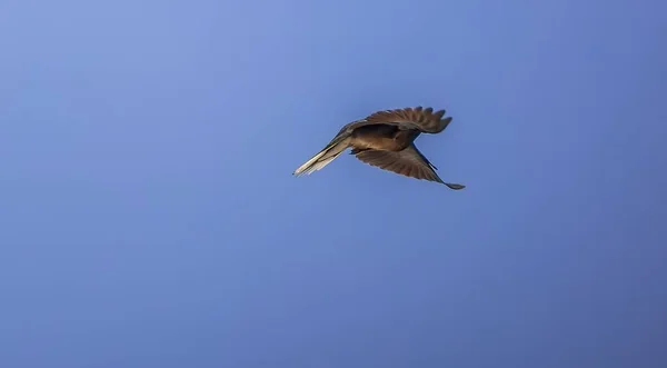 Uccelli volare con cielo è sfondo. — Foto Stock