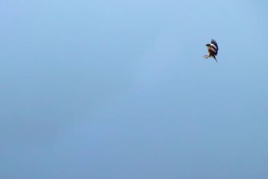 Kumsaldaki kahverengi kuş. Myna, Phuket plajında Tayland metniyle tsunami tehlike bölgesi uyarı levhasına tünemişti.
