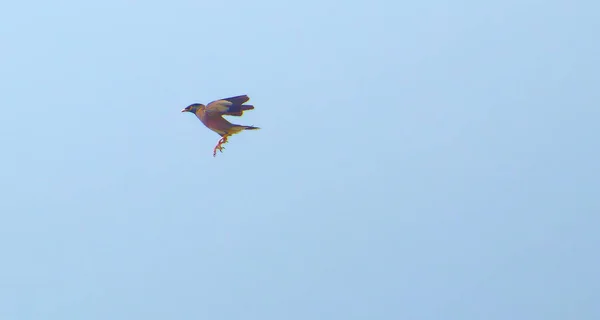 Pássaro castanho na praia. Myna comum empoleirado no sinal de alerta da zona de perigo tsunami com texto tailandês na praia em Phuket — Fotografia de Stock