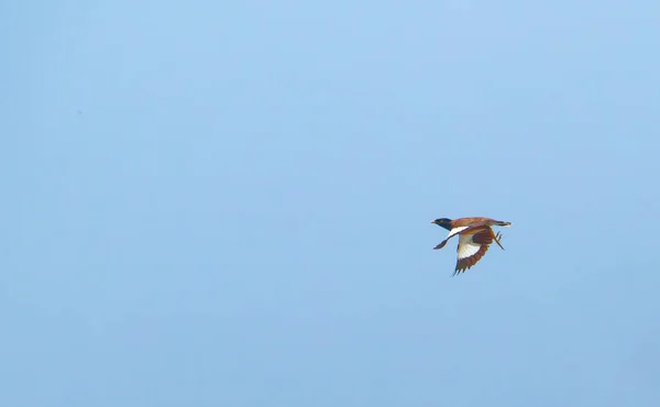 Pássaro castanho na praia. Myna comum empoleirado no sinal de alerta da zona de perigo tsunami com texto tailandês na praia em Phuket — Fotografia de Stock