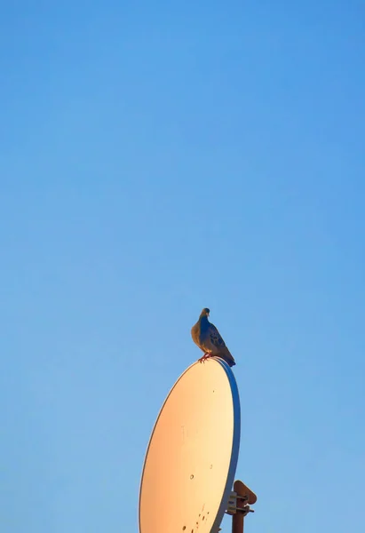 Uccello blu elettrico — Foto Stock