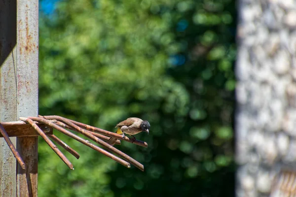 Una hembra Jordons Hoja de pájaro en una rama —  Fotos de Stock