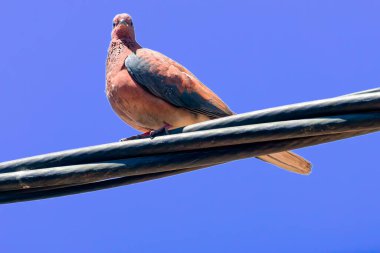 Mavi gökyüzünün arka planında bulutlu bir güvercin.