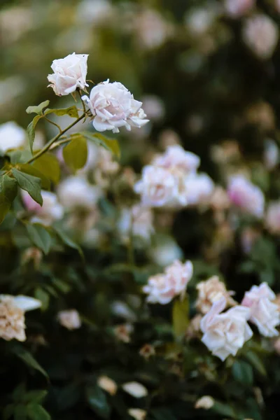 Άσπρα και μοβ λουλούδια φόντο — Φωτογραφία Αρχείου
