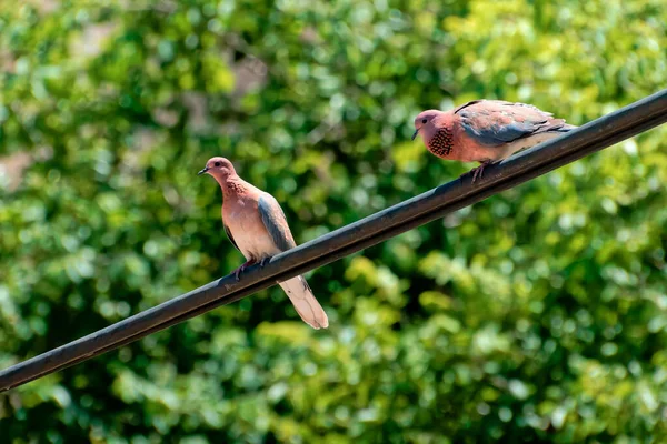 Indian Pigeon OR Rock Dove - Το περιστέρι ροκ, περιστέρι ροκ, ή κοινό περιστέρι είναι ένα μέλος της οικογένειας των πτηνών Columbidae. Μέσα — Φωτογραφία Αρχείου