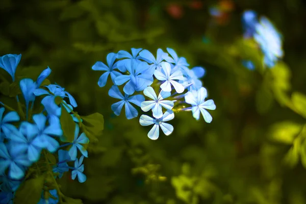 Άνθος του Αγίου Croix Phlox — Φωτογραφία Αρχείου