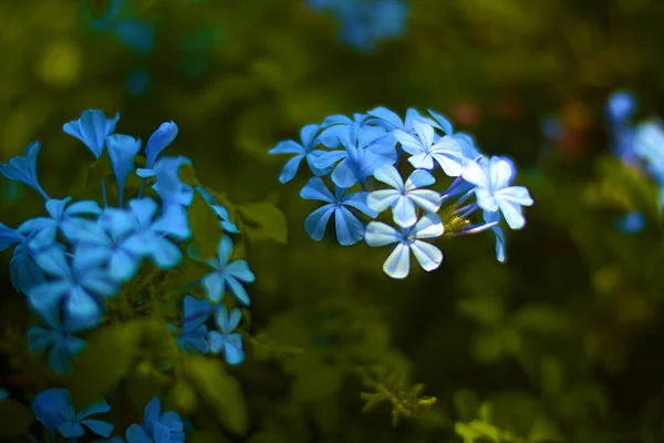 St Croix Phlox blomma — Stockfoto