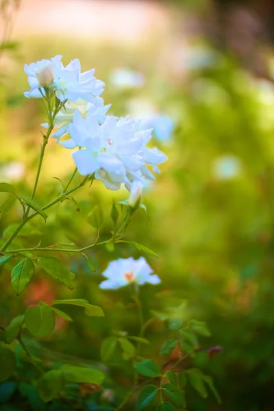 Mooie bloemen in de tuin wit en groen natuurlijk — Stockfoto