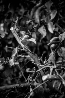 Çimlerin güneş ışığında siyah ve beyaz yakın çekimi