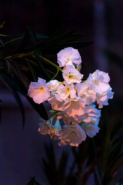 Denna blomma togs på blomstermarknaden, när våren var på väg — Stockfoto