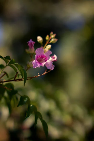 Trébol púrpura, Hermosa flor en el jardín. — Foto de Stock