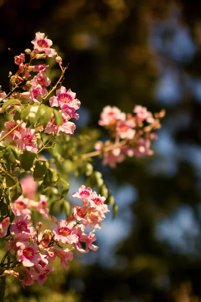 赤花のカランゴ植物、カランゴの花フェルディアナ、都市の庭の植物 — ストック写真
