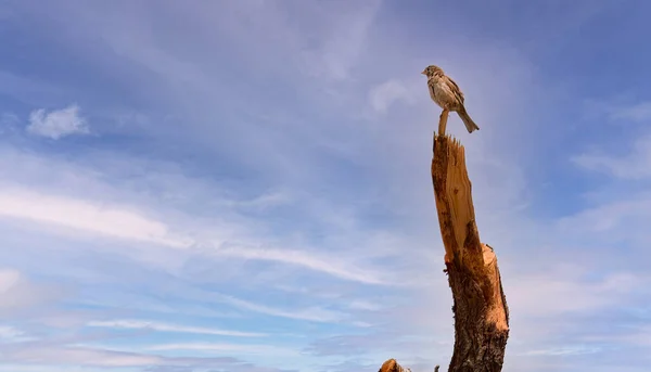 Gros plan de griffe d'oiseau sur une branche de bois en cage. — Photo