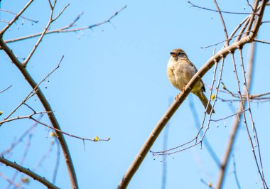 Yol kenarı Şahini - Rupornis magnirostris nispeten küçük yırtıcı kuş Amerika 'da mavi kazıkta otururken bulundu