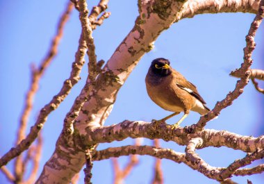 Yol kenarı şahini - Rupornis magnirostris nispeten küçük yırtıcı kuş Amerika 'da bulundu arka planda mavi gökyüzü ile kazıkta oturuyor. Sarı gagalı gri kahverengi kuş. Yüksek kalite fotoğraf