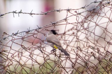 Hindistan, 13 Mayıs 2021: Bulbul kuşu. Dalda kırmızı bülbül var. Kırmızı-havalandırılmış bulbul bir bulbul üyesi.