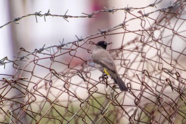 Hindistan, 13 Mayıs 2021: Bulbul kuşu. Dalda kırmızı bülbül var. Kırmızı-havalandırılmış bulbul bir bulbul üyesi.