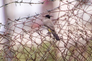 Hindistan, 13 Mayıs 2021: Bulbul kuşu. Dalda kırmızı bülbül var. Kırmızı-havalandırılmış bulbul bir bulbul üyesi.