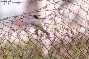 Hindistan, 13 Mayıs 2021: Bulbul kuşu. Dalda kırmızı bülbül var. Kırmızı-havalandırılmış bulbul bir bulbul üyesi.