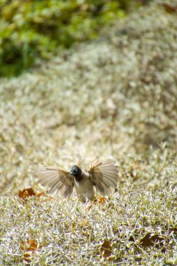 Hindistan, 13 Mayıs 2021: Bulbul kuşu. Dalda kırmızı bülbül var. Kırmızı-havalandırılmış bulbul bir bulbul üyesi.