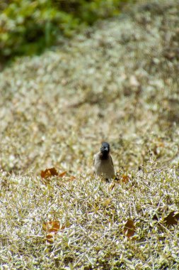 Hindistan, 13 Mayıs 2021: Bulbul kuşu. Dalda kırmızı bülbül var. Kırmızı-havalandırılmış bulbul bir bulbul üyesi.