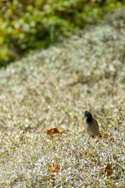 Hindistan, 13 Mayıs 2021: Bulbul kuşu. Dalda kırmızı bülbül var. Kırmızı-havalandırılmış bulbul bir bulbul üyesi.