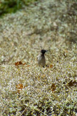 Hindistan, 13 Mayıs 2021: Bulbul kuşu. Dalda kırmızı bülbül var. Kırmızı-havalandırılmış bulbul bir bulbul üyesi.