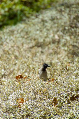 Hindistan, 13 Mayıs 2021: Bulbul kuşu. Dalda kırmızı bülbül var. Kırmızı-havalandırılmış bulbul bir bulbul üyesi.
