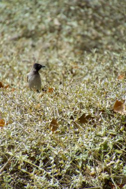 Hindistan, 13 Mayıs 2021: Bulbul kuşu. Dalda kırmızı bülbül var. Kırmızı-havalandırılmış bulbul bir bulbul üyesi.