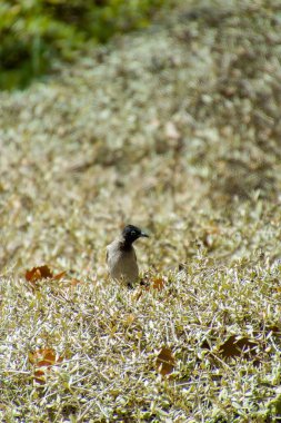 Hindistan, 13 Mayıs 2021: Bulbul kuşu. Dalda kırmızı bülbül var. Kırmızı-havalandırılmış bulbul bir bulbul üyesi.
