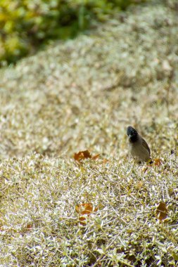 Hindistan, 13 Mayıs 2021: Bulbul kuşu. Dalda kırmızı bülbül var. Kırmızı-havalandırılmış bulbul bir bulbul üyesi.