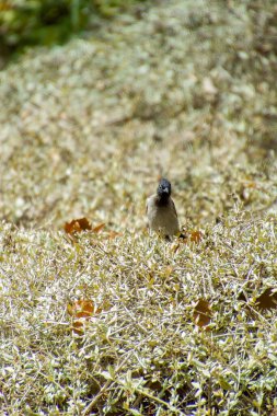 Hindistan, 13 Mayıs 2021: Bulbul kuşu. Dalda kırmızı bülbül var. Kırmızı-havalandırılmış bulbul bir bulbul üyesi.