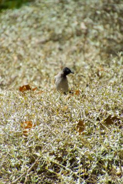 Hindistan, 13 Mayıs 2021: Bulbul kuşu. Dalda kırmızı bülbül var. Kırmızı-havalandırılmış bulbul bir bulbul üyesi.