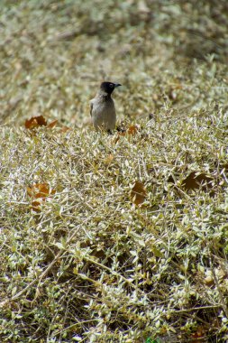 Hindistan, 13 Mayıs 2021: Bulbul kuşu. Dalda kırmızı bülbül var. Kırmızı-havalandırılmış bulbul bir bulbul üyesi.