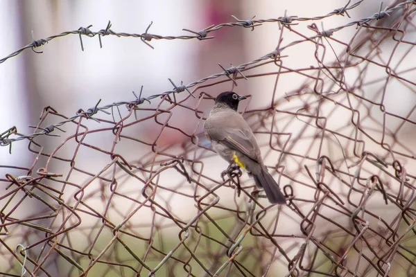 Hindistan, 13 Mayıs 2021: Bulbul kuşu. Dalda kırmızı bülbül var. Kırmızı-havalandırılmış bulbul bir bulbul üyesi.