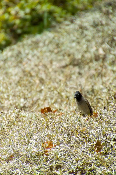 Indien, 13 maj 2021: Bulbul bird. Röd ventilerad bulbul fågel på gren. Den röda - ventilerade bulbul är medlem i bulbul — Stockfoto