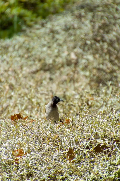 Hindistan, 13 Mayıs 2021: Bulbul kuşu. Dalda kırmızı bülbül var. Kırmızı-havalandırılmış bulbul bir bulbul üyesi.