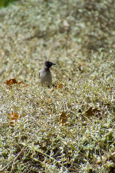 India, 13 maggio, 2021: uccello bulbul. Uccello bulbul rosso ventilato sul ramo. Il bulbul rosso - sfiato è un membro del bulbul — Foto Stock