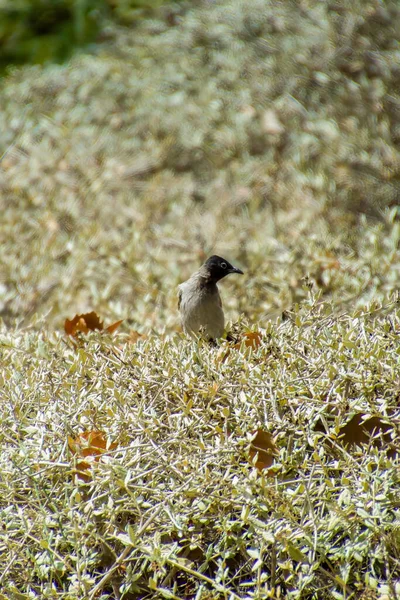 Índia, 13 de maio de 2021: Ave de Bulbul. Red vented bulbul bird on branch. O bulbul vermelho - ventilado é um membro do bulbul — Fotografia de Stock