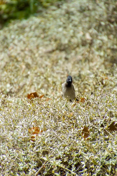 India, 13 de mayo de 2021: Bulbul bird. Bulbul rojo ventilado pájaro en rama. El bulbul rojo ventilado es un miembro de la bulbul — Foto de Stock