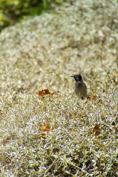 Hindistan, 13 Mayıs 2021: Bulbul kuşu. Dalda kırmızı bülbül var. Kırmızı-havalandırılmış bulbul bir bulbul üyesi.
