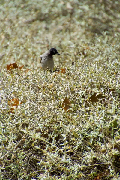 Indien, 13 maj 2021: Bulbul bird. Röd ventilerad bulbul fågel på gren. Den röda - ventilerade bulbul är medlem i bulbul — Stockfoto