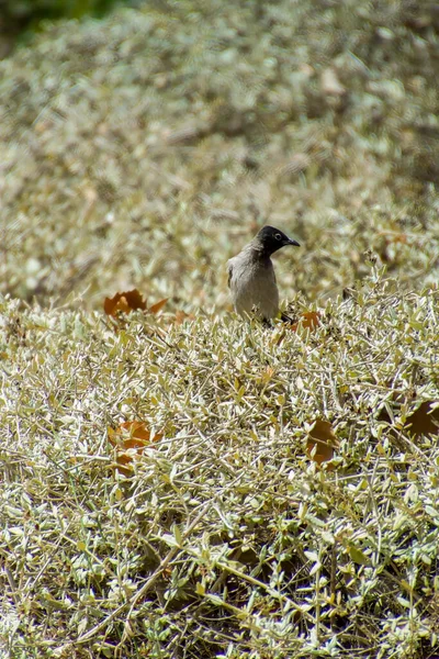 Hindistan, 13 Mayıs 2021: Bulbul kuşu. Dalda kırmızı bülbül var. Kırmızı-havalandırılmış bulbul bir bulbul üyesi.
