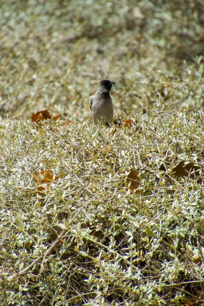 India, 13 maggio, 2021: uccello bulbul. Uccello bulbul rosso ventilato sul ramo. Il bulbul rosso - sfiato è un membro del bulbul — Foto Stock