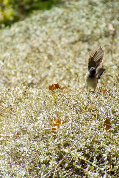 Índia, 13 de maio de 2021: Ave de Bulbul. Red vented bulbul bird on branch. O bulbul vermelho - ventilado é um membro do bulbul — Fotografia de Stock