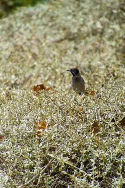 Inde, 13 mai 2021 : Bulbul bird. Oiseau bulbul aéré rouge sur la branche. Le bulbul rouge aéré est un membre du bulbul — Photo